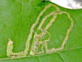 Stigmella aceris mine